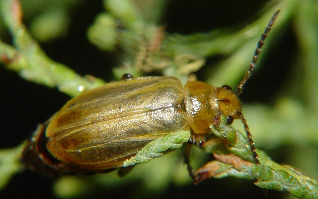 Tamarisk Beetle reference
