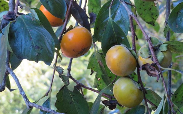Japanese Persimmon reference