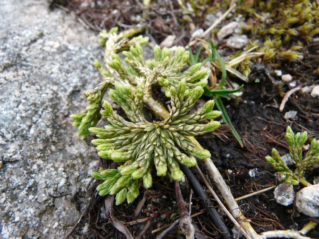 Alpine Clubmoss reference