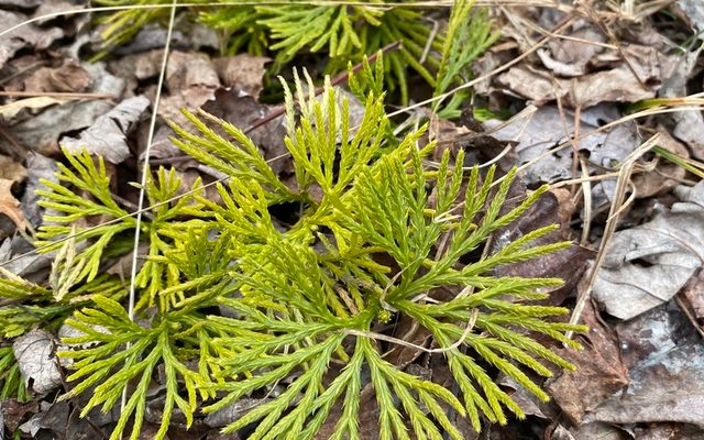 Fan Clubmoss reference