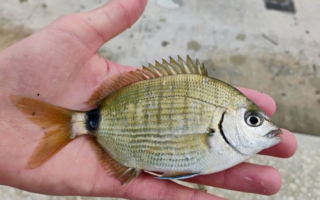 Spottail Pinfish reference