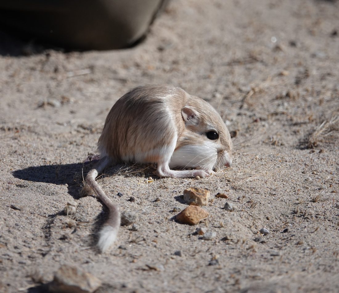 Desert Kangaroo Rat reference