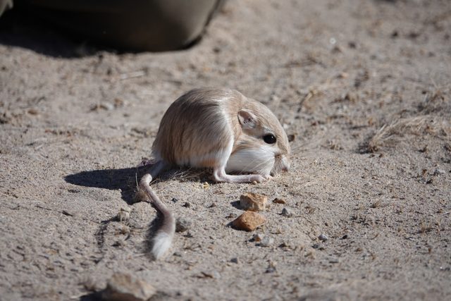Kangaroo Rat reference