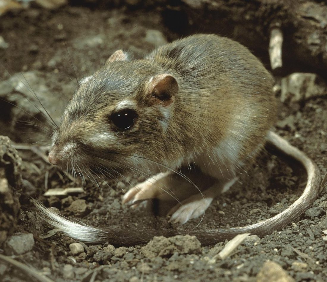 Texas Kangaroo Rat reference