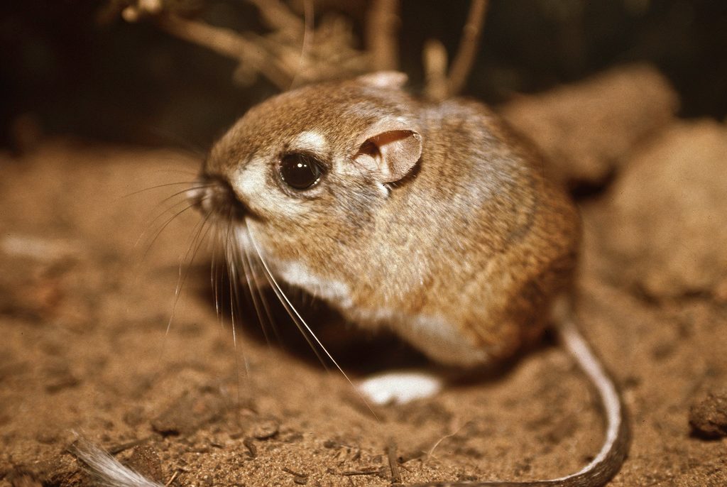 Heermann's Kangaroo Rat reference