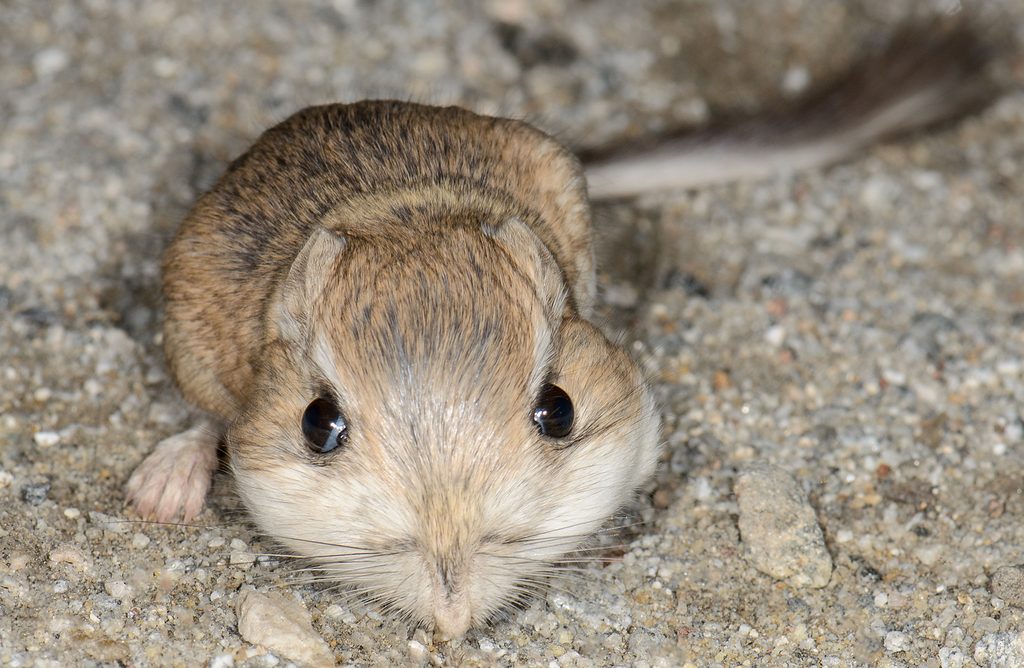 Merriam's Kangaroo Rat reference