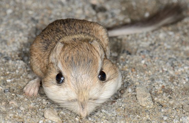 Merriam's Kangaroo Rat reference