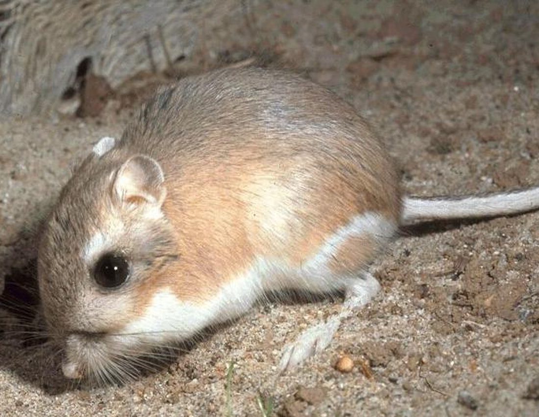 Ord's Kangaroo Rat reference