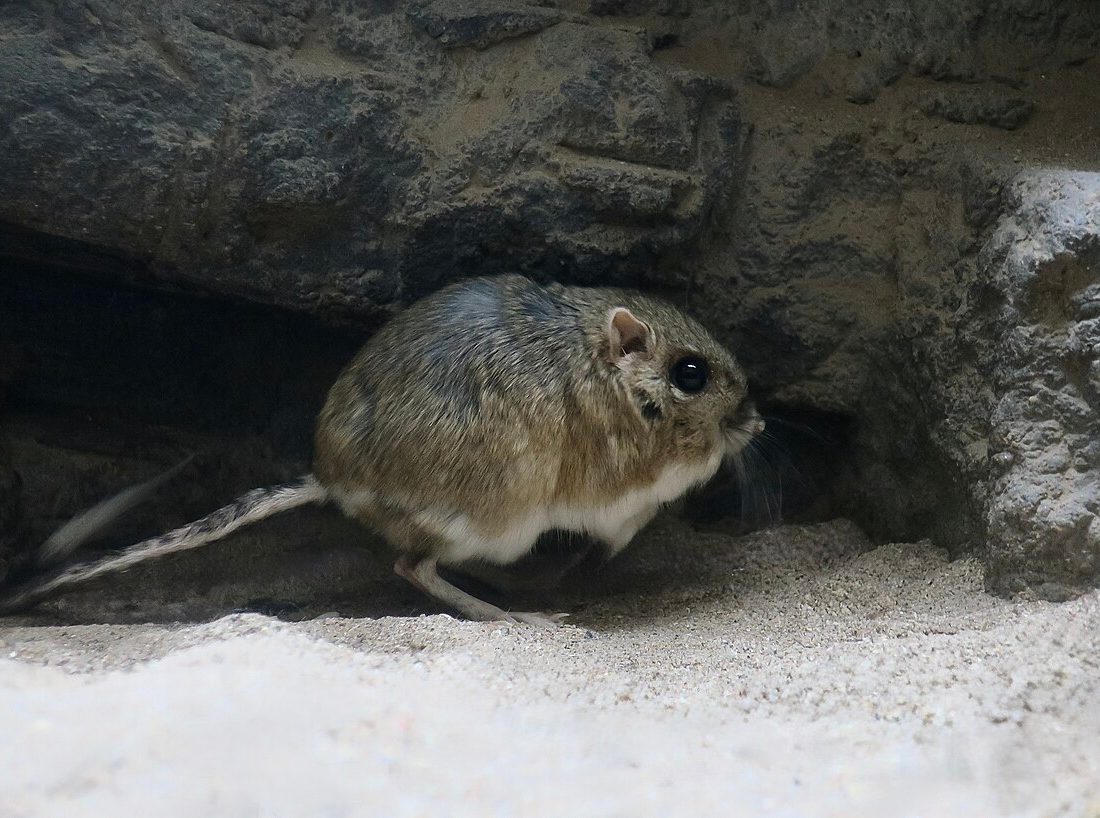 Banner-tailed Kangaroo Rat reference