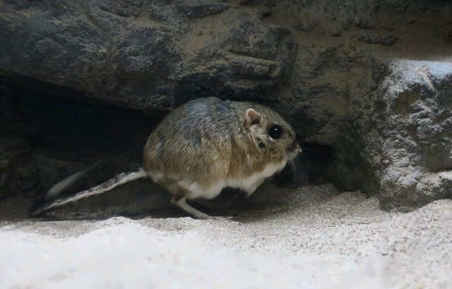 Bannertail Kangaroo Rat reference