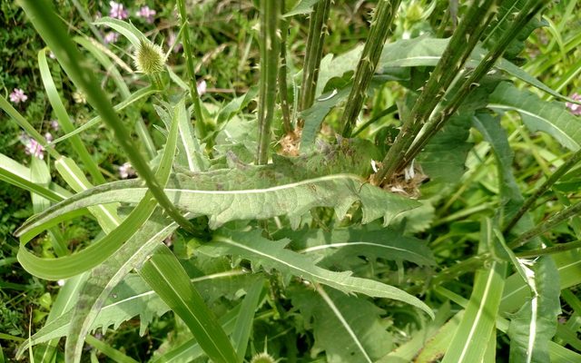 Cutleaf Teasel reference