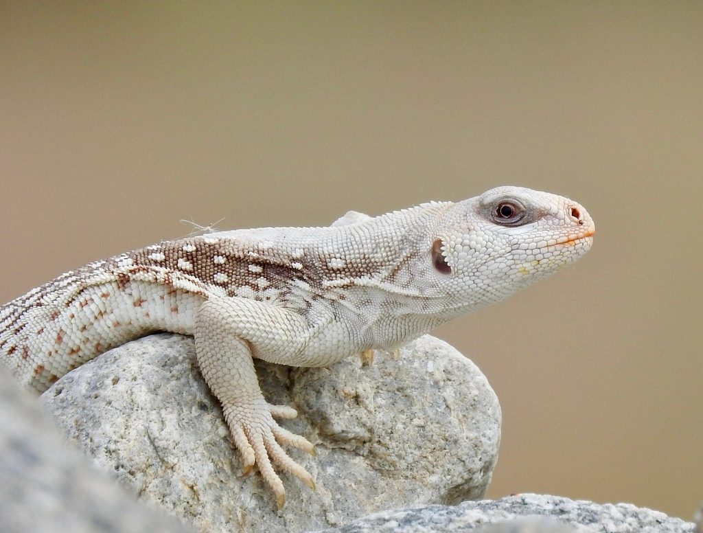Desert Iguana reference