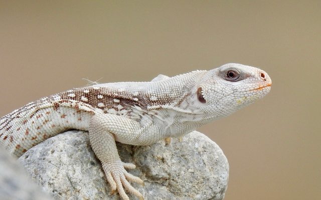 Desert Iguana reference