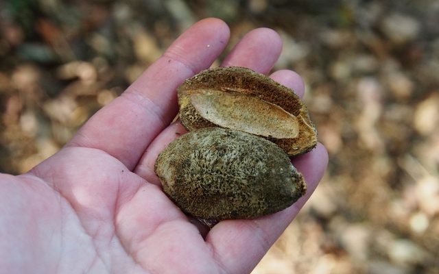 Almendro reference