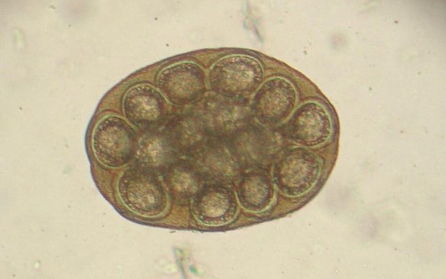 Flea Tapeworm reference