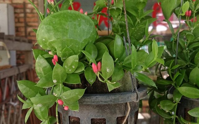 Ant Plant reference