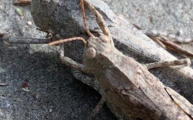 Carolina Locust reference