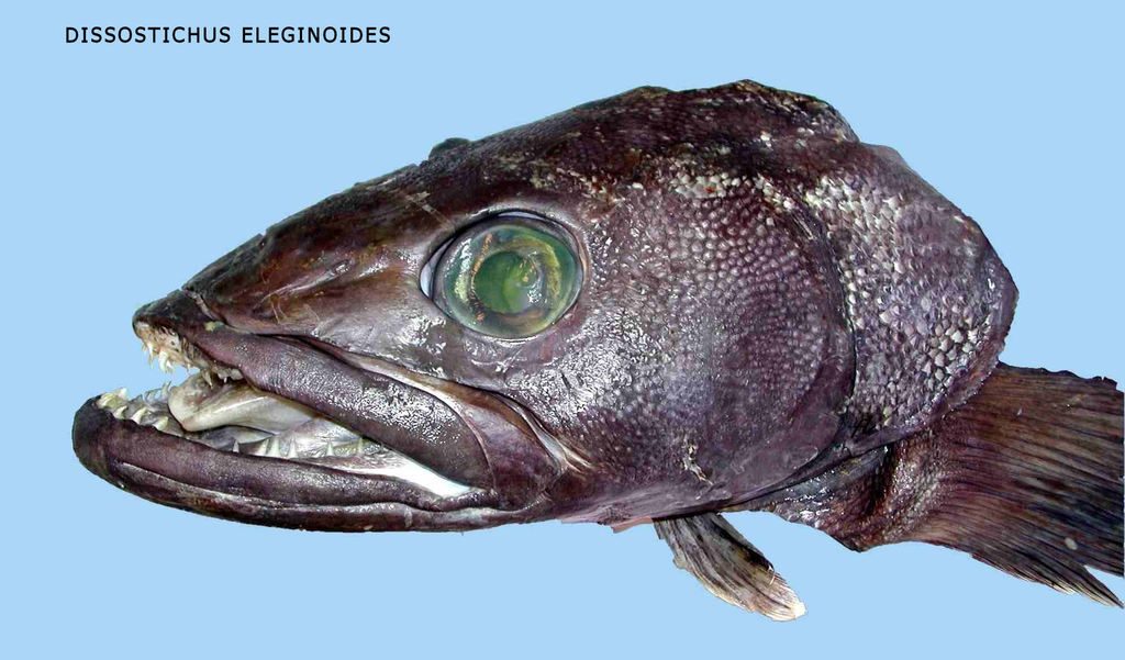 Patagonian Toothfish reference