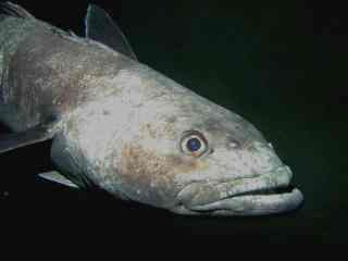 Antarctic Toothfish reference