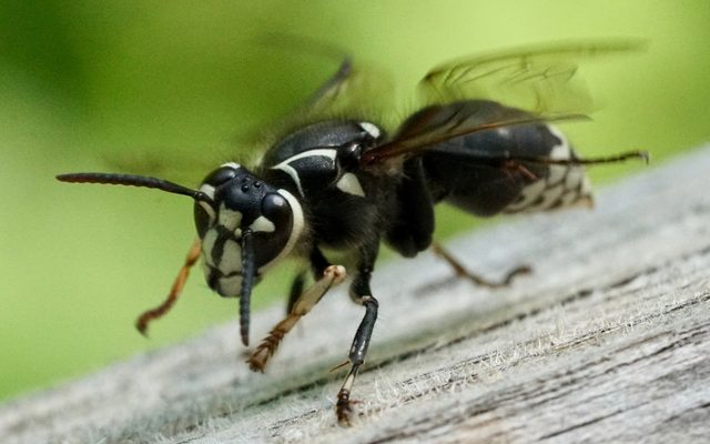 Bald-faced Hornet reference