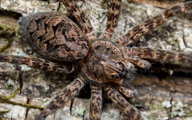 Dark Fishing Spider reference