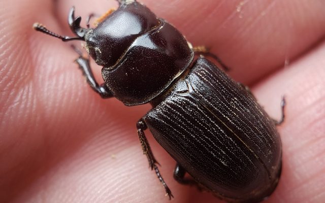 Antelope Beetle reference