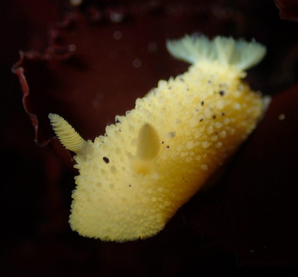 Sea Lemon reference