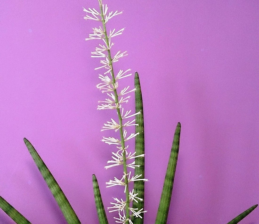Dracaena angolensis reference