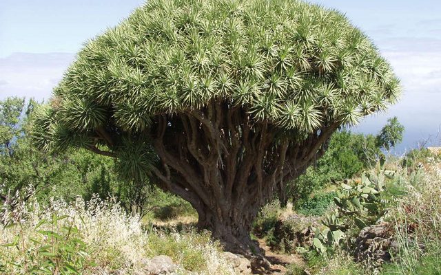 Canary Islands Dragon Tree reference