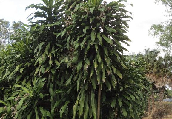 Cornstalk Dracaena reference
