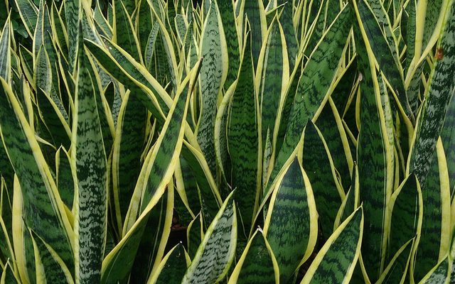 Snake Plant reference