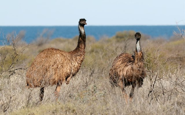 Emu reference
