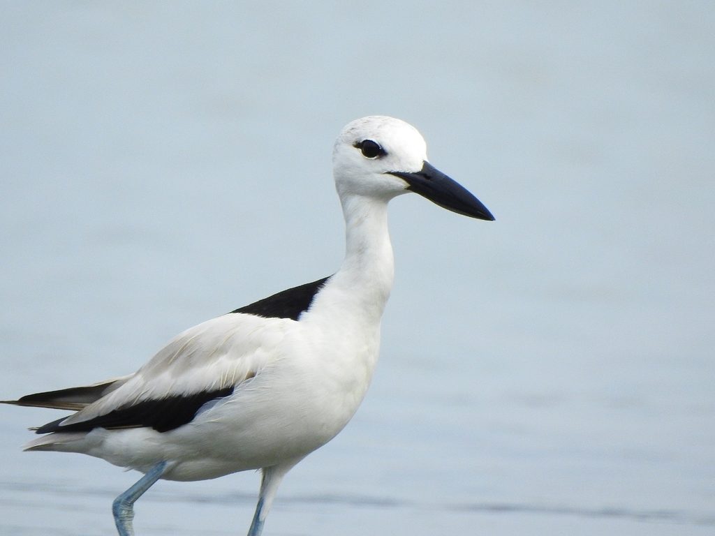 Crab-plover reference