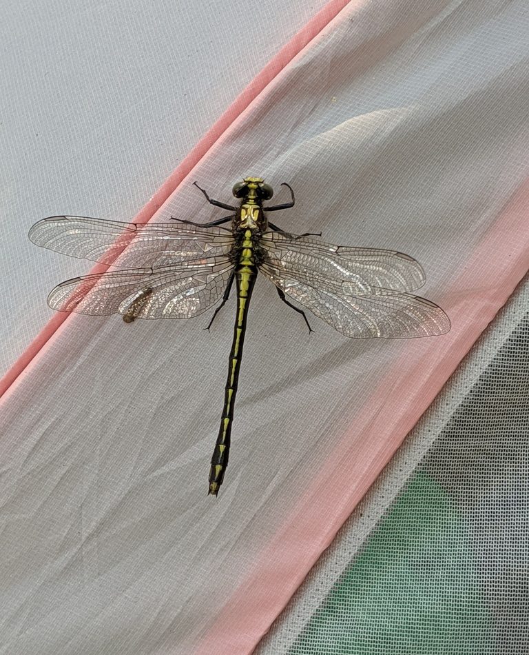 Dromogomphus spinosus reference