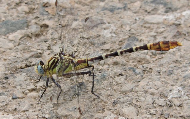 Flag-tailed Spinyleg reference