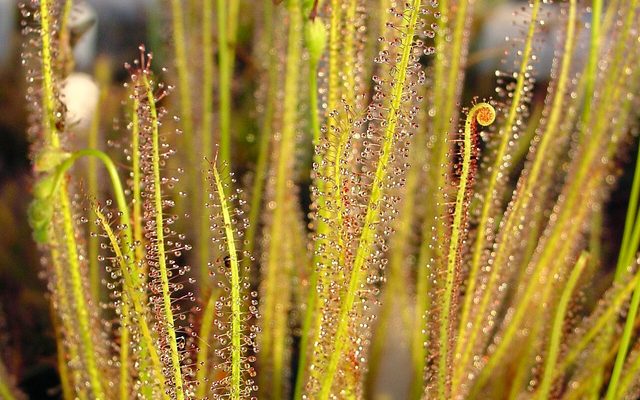 Thread-leaved Sundew reference