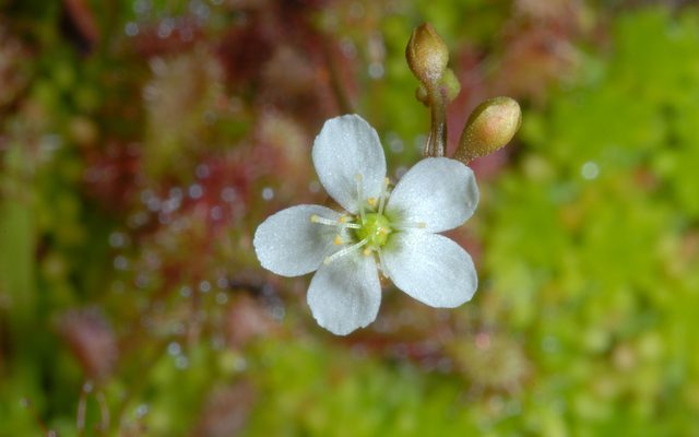 Spoon-leaved Sundew reference