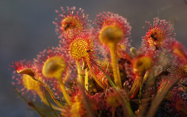 Round-Leaved Sundew reference