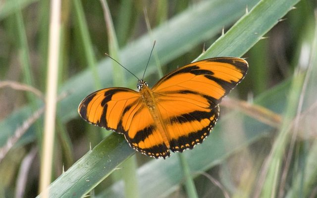 Banded Orange Heliconian reference