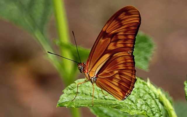 Julia Butterfly reference