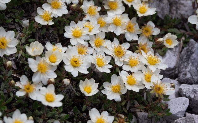 Mountain Avens reference