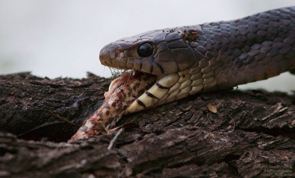 Texas Indigo Snake reference