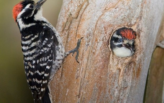 Nuttall's Woodpecker reference