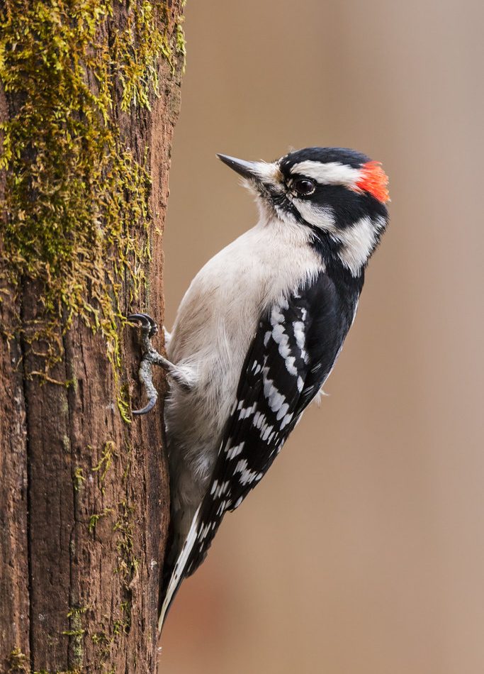 Downy Woodpecker reference