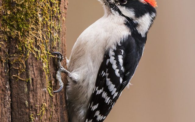 Downy Woodpecker reference