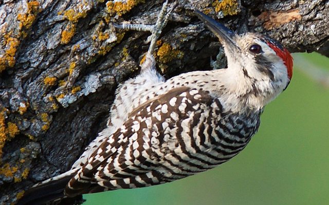 Ladder-backed Woodpecker reference