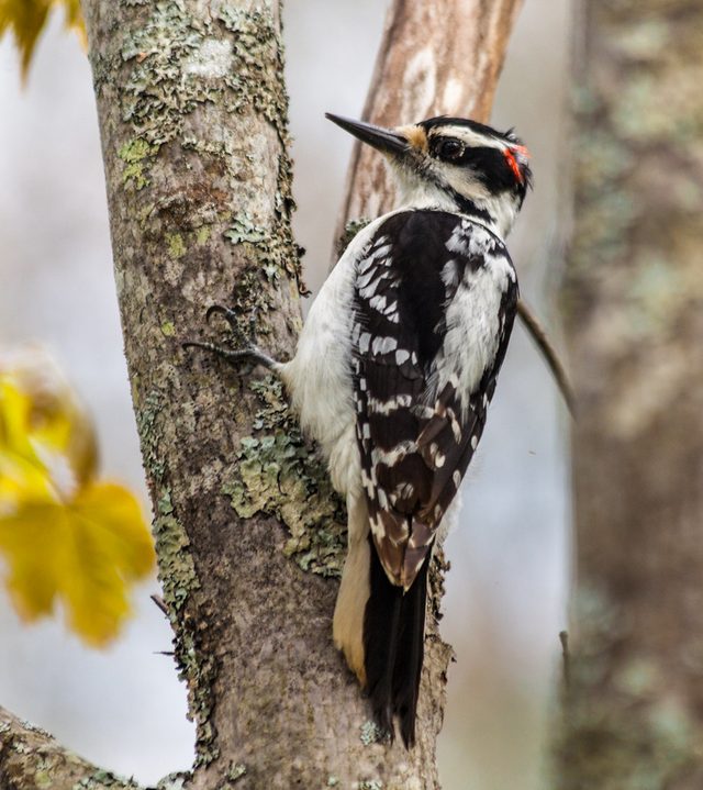 Hairy Woodpecker reference