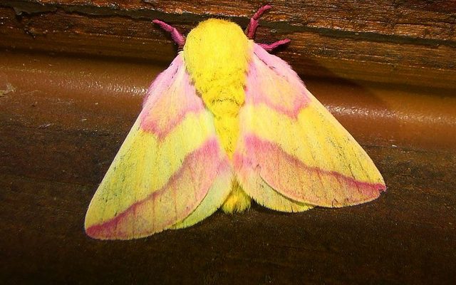 Rosy Maple Moth reference