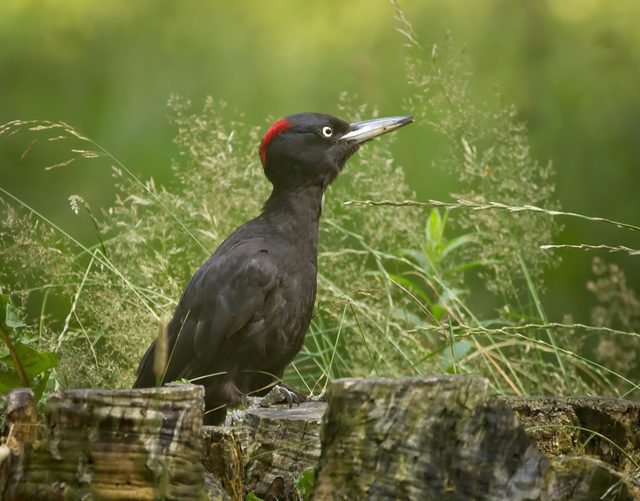 Black Woodpecker reference