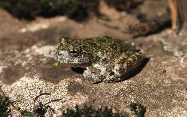 Canyon Treefrog reference